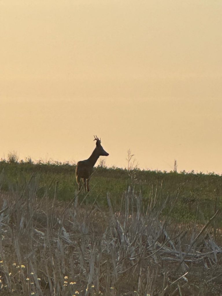 Ley de Vedas 2025‑2026