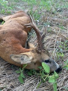 Grosor y perlado excepcionales