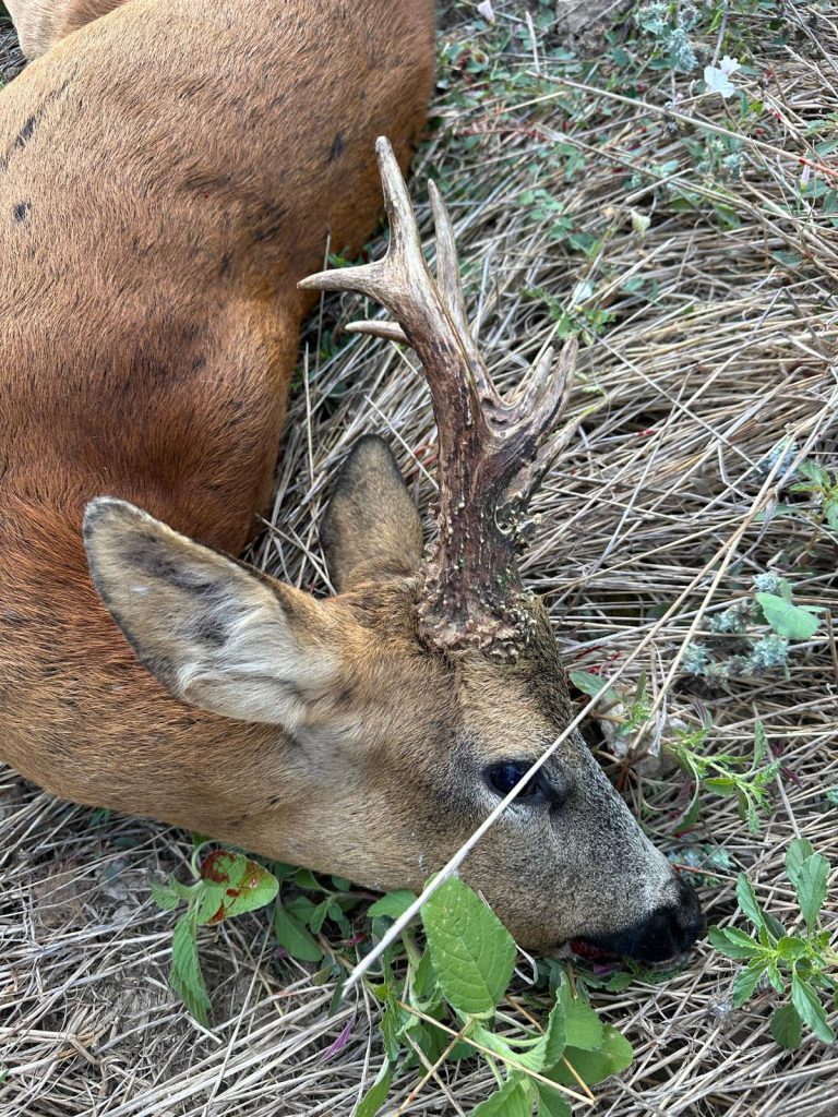 grosor y perlado excepcionales