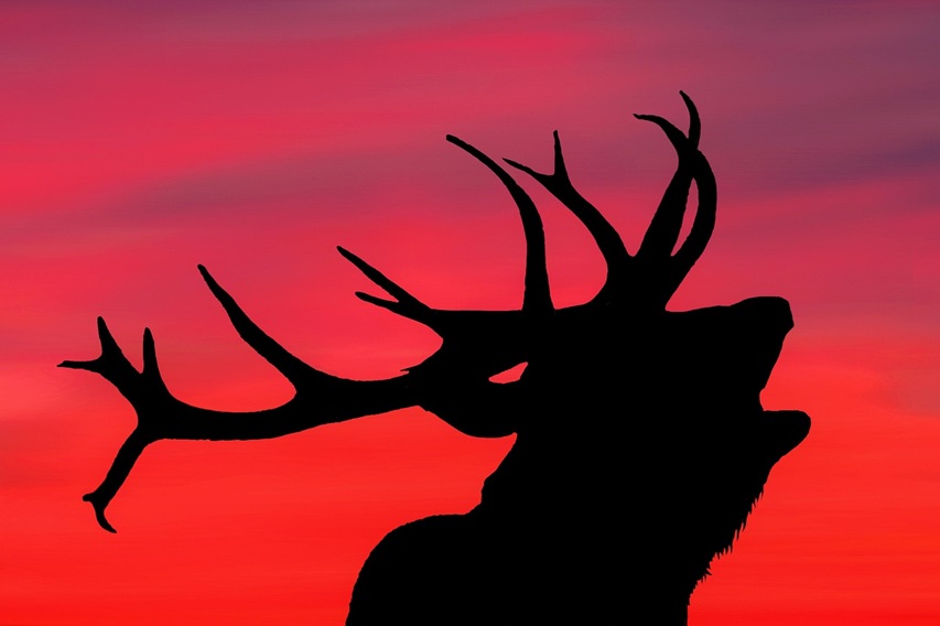 Berrea del Ciervo en el Pirineo