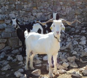 Grandes incendios forestales