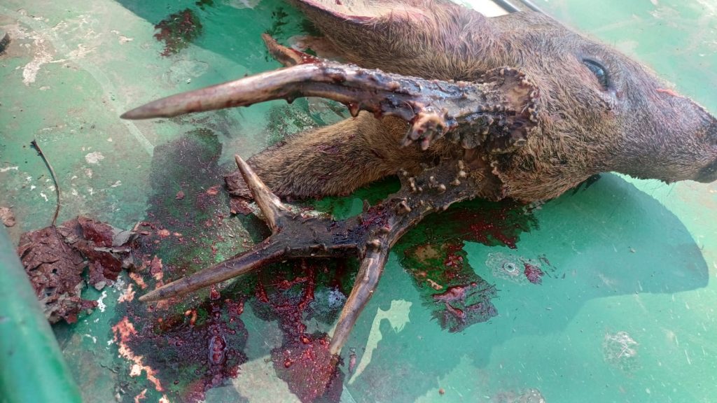 Un gran corzo para Francisco